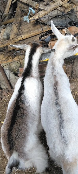 Iezi de Paste de vanzare - imagine 2