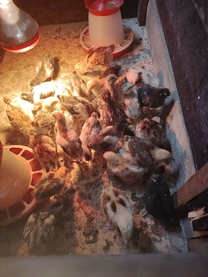 Puiuți de găină rasă mixtă 