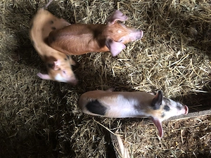 Purcei de vanzare - imagine 2