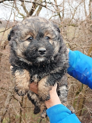 Vand 3 catei caniche! - imagine 3