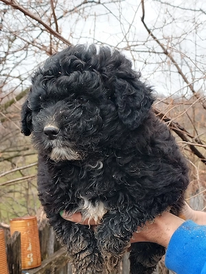 Vand 3 catei caniche! - imagine 2