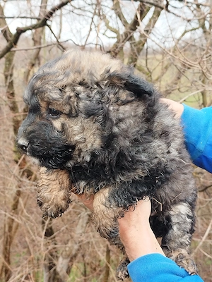 Vand 3 catei caniche! - imagine 4