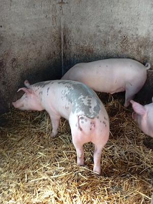 Vând șoldani  - imagine 2