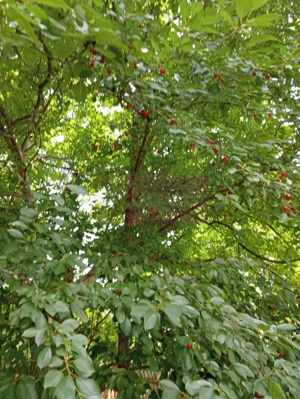 Casa demolabilă cu teren de vanzare in Breaza - imagine 9