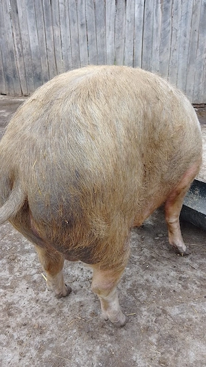 Porci de Țară. - imagine 3