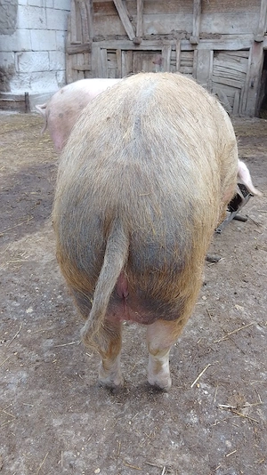 Porci de Țară. - imagine 2