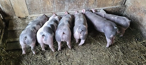 De vânzare  - imagine 3