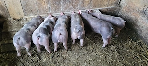 De vânzare  - imagine 2