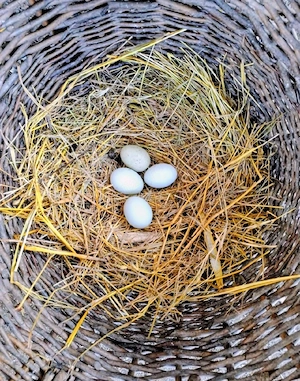 Oua araucana potarnichiu si barat