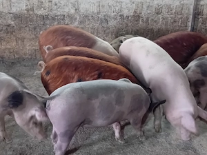 grasuni de carne  - imagine 2