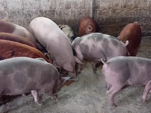 grasuni de carne  - imagine 3