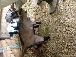 Vând capre și iedute