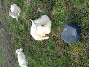 Vând 4 capre fatate - imagine 2