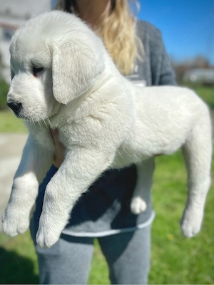 Ciobanesc de Asia Centrala cu Pedigree 