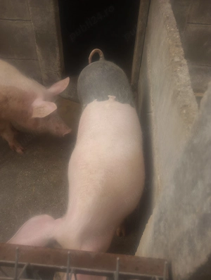 purceii 90kg 100  - imagine 4