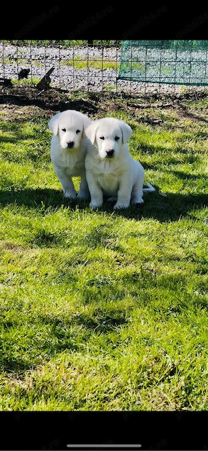 Ciobanesc de Asia Centrala cu Pedigree  - imagine 2