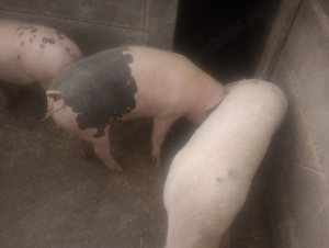 purceii 90kg 100  - imagine 3