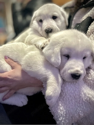 Ciobanesc de Asia Centrala cu Pedigree  - imagine 4