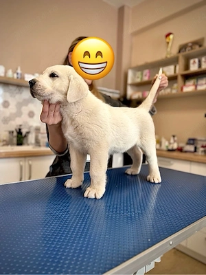 Ciobanesc de Asia Centrala cu Pedigree  - imagine 3