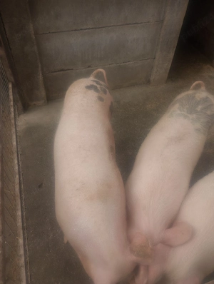 purceii 90kg 100  - imagine 5