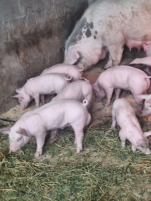 Vând purcei  - imagine 3