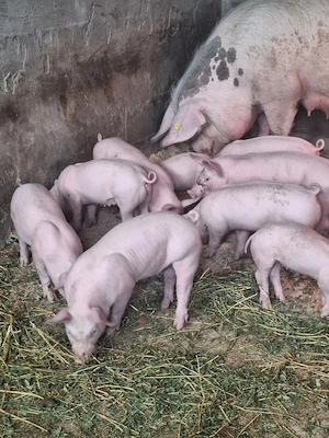 Vând purcei  - imagine 2