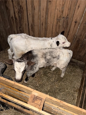 de vanzare 2 taurasi  - imagine 2