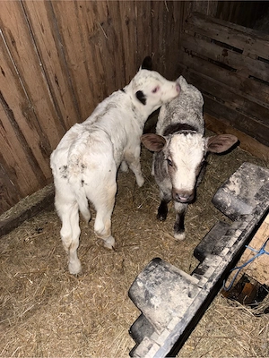 de vanzare 2 taurasi  - imagine 3