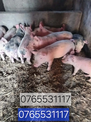 Purcei de vanzare relatii la nr din poza   - imagine 3