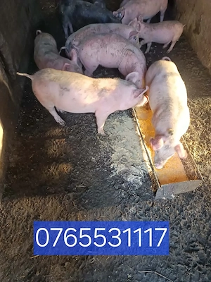 Purcei de vanzare relatii la nr din poza   - imagine 2