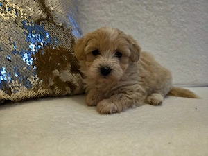 Maltipoo Mini 