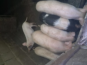 Vand soldani la beltiug 