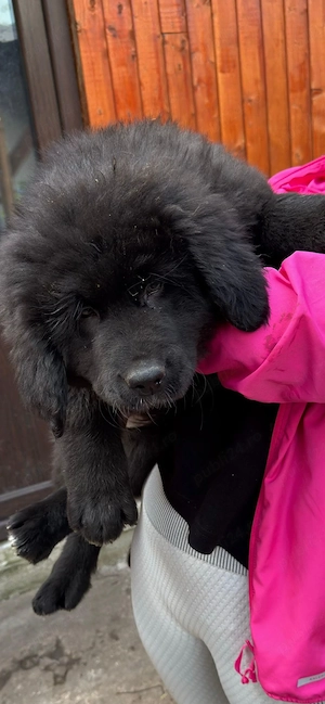 Ciobanesc carpatin vanat din parinti corbi orginali cel mai frumos din cuib  - imagine 2