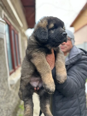 Ciobanesc carpatin vanat din parinti corbi orginali cel mai frumos din cuib  - imagine 5