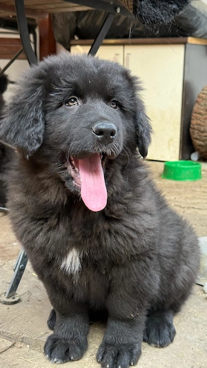 Ciobanesc carpatin vanat din parinti corbi orginali cel mai frumos din cuib  - imagine 3