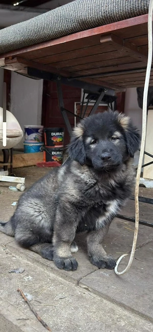 Ciobanesc carpatin vanat din parinti corbi orginali cel mai frumos din cuib 