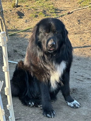 Ciobanesc carpatin vanat din parinti corbi orginali cel mai frumos din cuib  - imagine 4