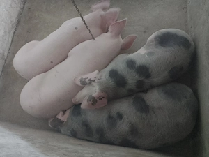 De vânzare ,1 singura bucată rămasă la 230 kg 