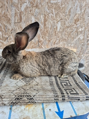 Disponibila femela UG - imagine 2