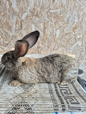 Disponibila femela UG - imagine 4