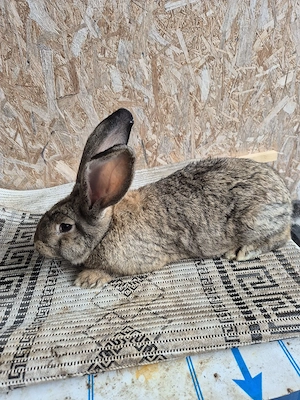 Disponibila femela UG - imagine 3