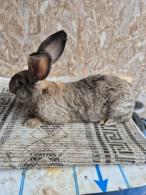 Disponibila femela UG