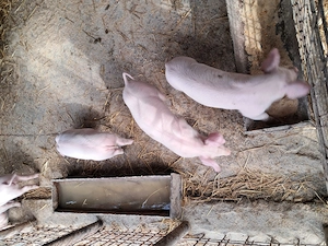 Purcei landrace de vînzare