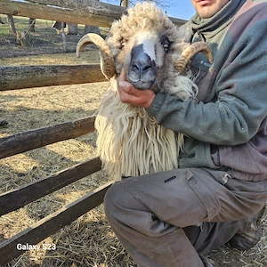 Berbec trei ani , sănătos - imagine 5