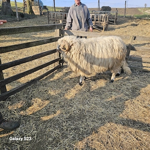 Berbec trei ani , sănătos - imagine 4