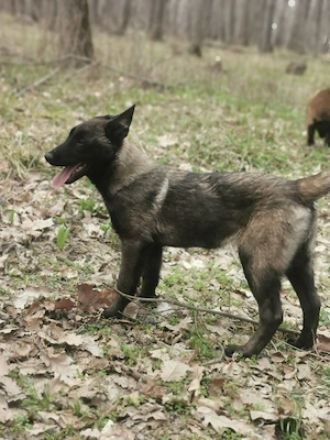 Ciobănesc belgian malinoise 