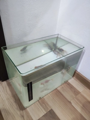 Pești carași cu acvariu  - imagine 5