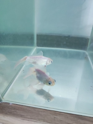 Pești carași cu acvariu  - imagine 4