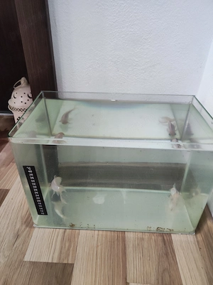 Pești carași cu acvariu  - imagine 3