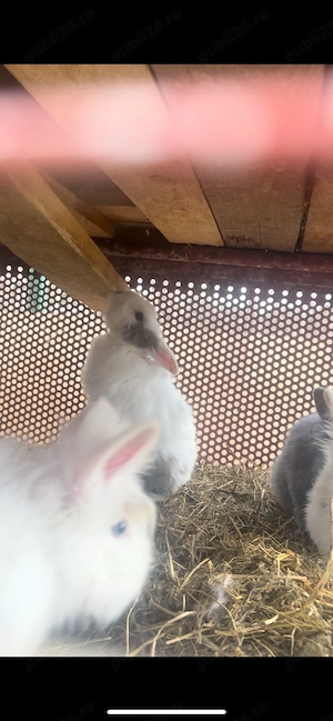 Iepurași cap de leu - imagine 3